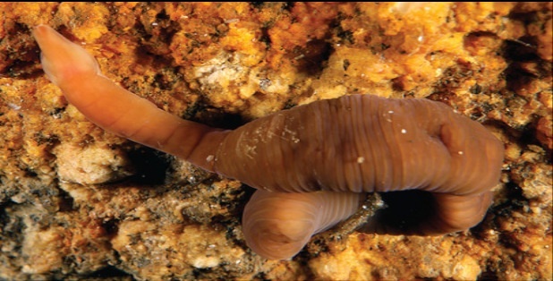Фото: Jacinto Pérez-Dieste