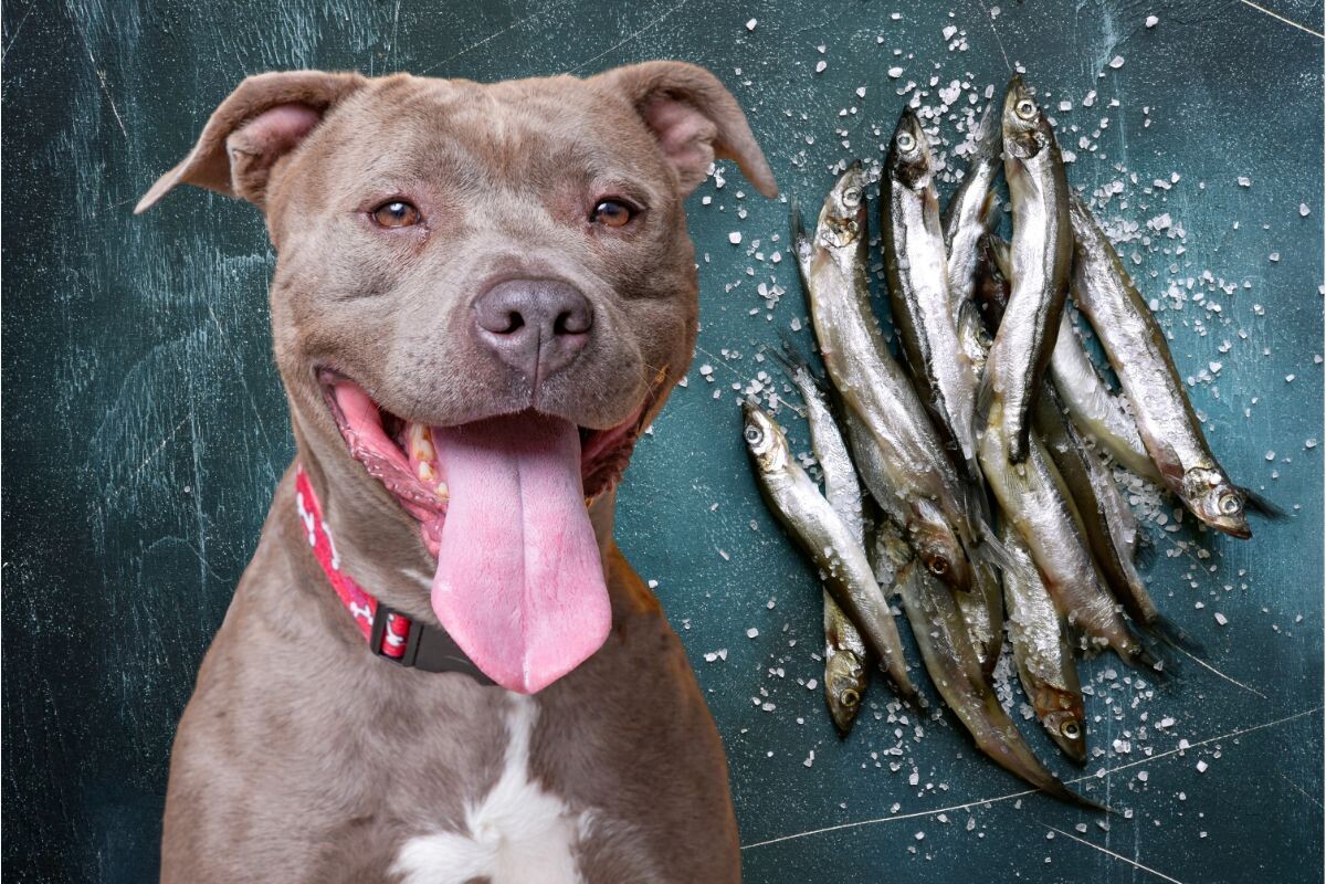 Можно ли собакам мойву 