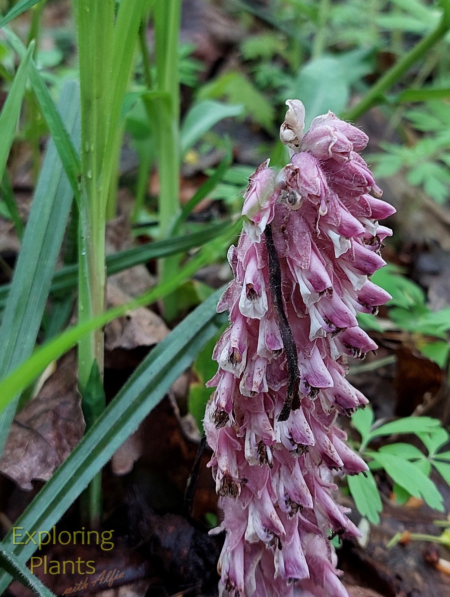 Потаенница "показывает зубки"