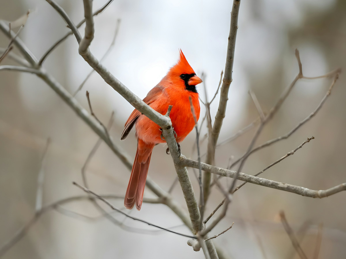 Ну посмотрите, какой я красивый!