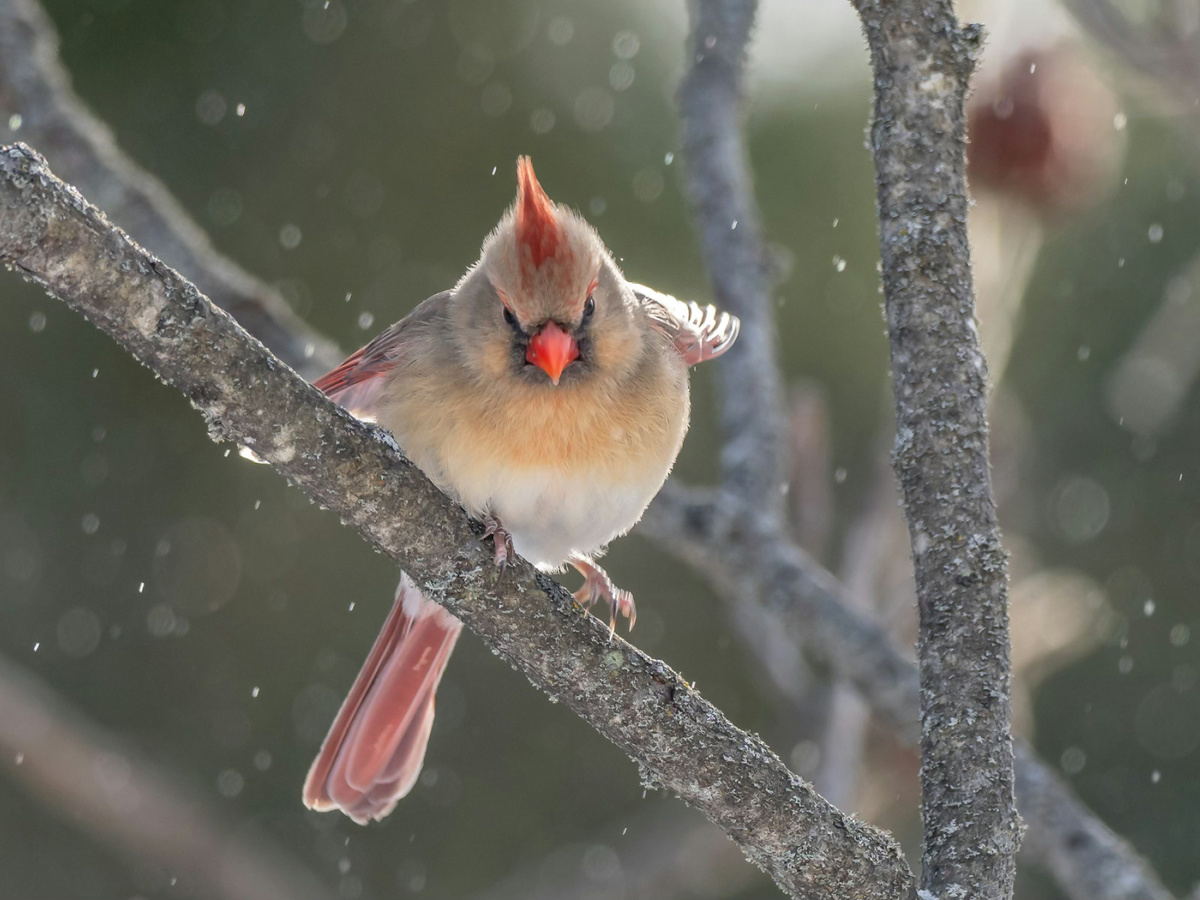 Самка и самец красного кардинала