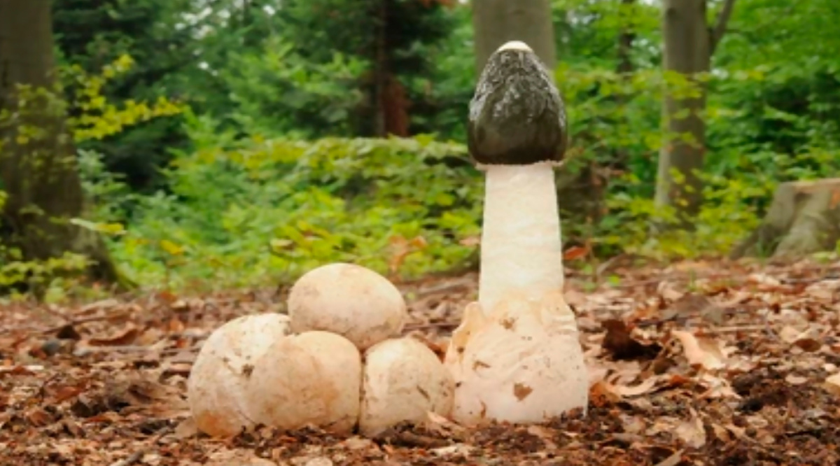 Весёлка обыкнове́нная (лат. Phallus impudicus) 