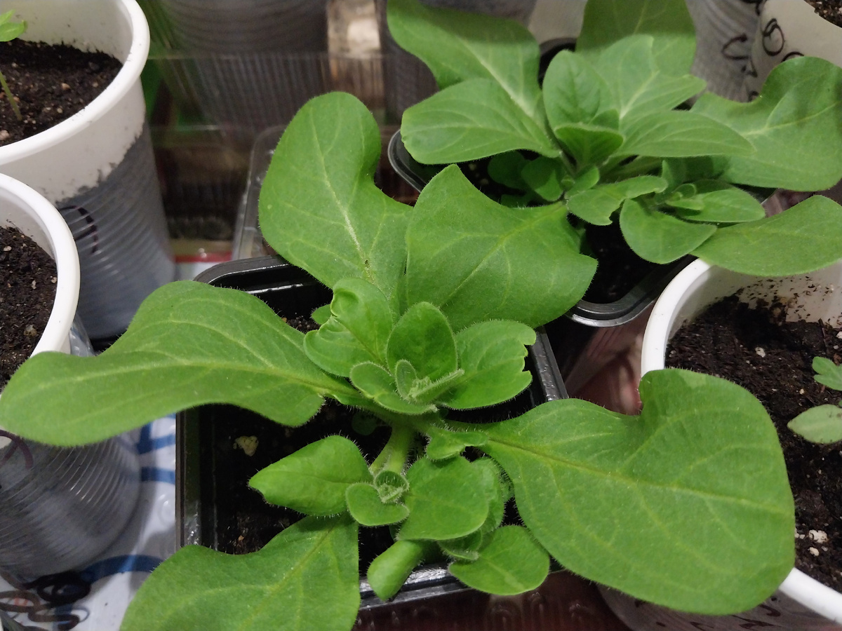 Петуния а этапе взросления