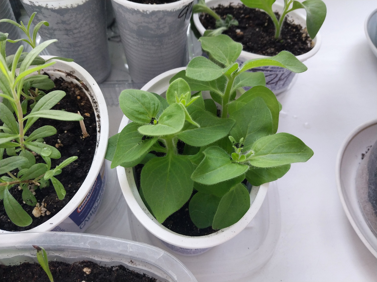 Черенки петунии