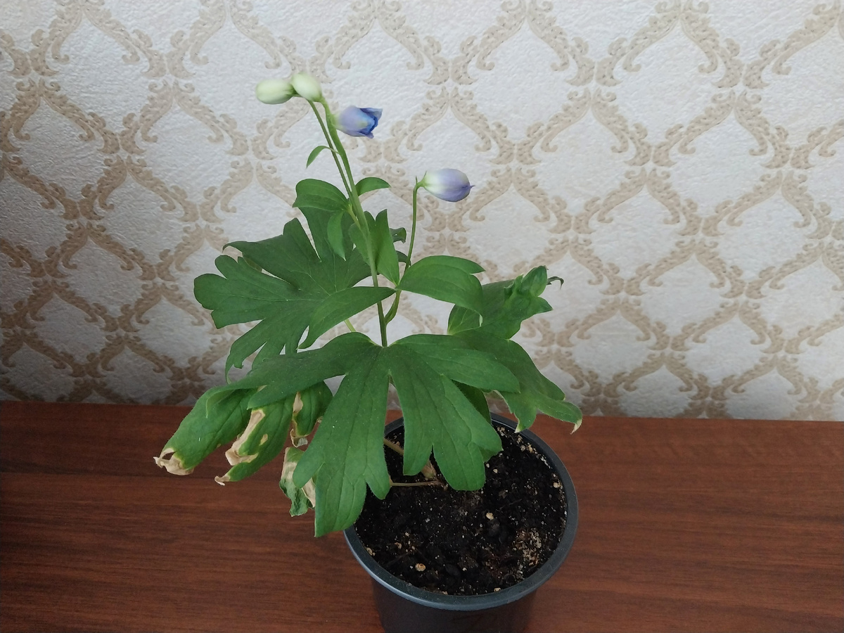 Дельфиниум. После болезни и зацвел