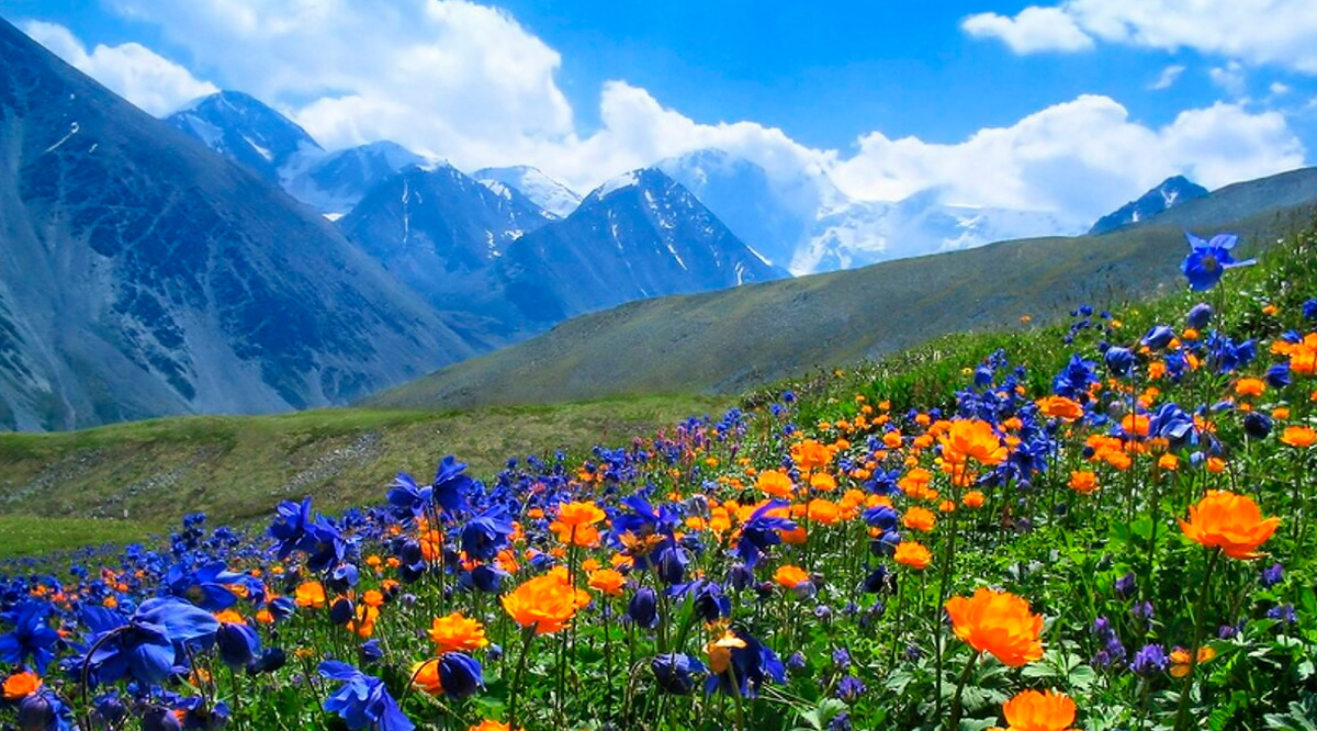 Природа Горного Алтая