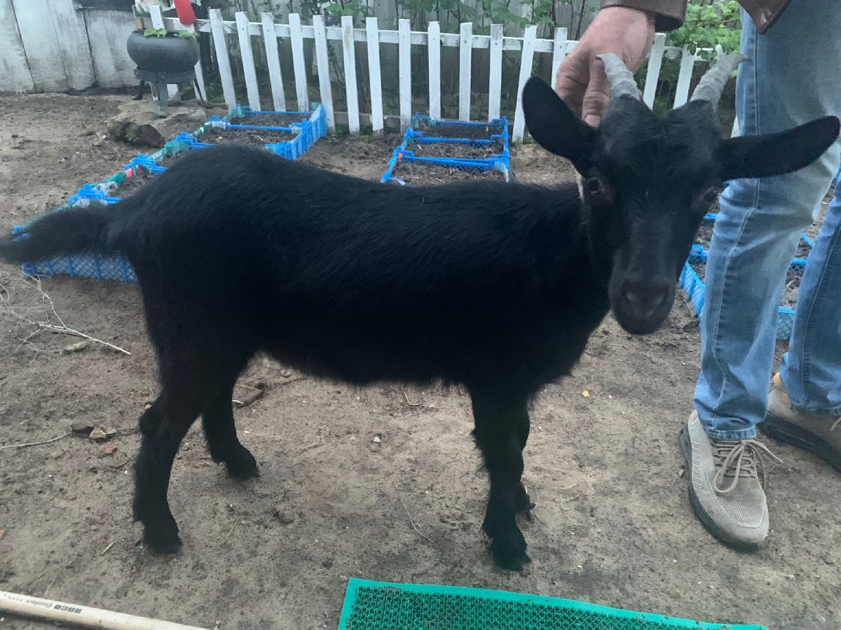 Сегодня возвращались с работы домой. По дороге, вдоль леса, бежала молодая козочка. Остановились!  Козочка спряталась в кусты и стала громко кричать. Пришлось выйти из машины и звать найденыша. Малышка подошла, без особых уговоров запрыгнула на заднее сиденье автомобиля . Привезли домой, стали искать хозяина. Коза - не щенки: хозяин нашелся быстро! Видимо, карма у нас с мужем такая: животных спасать! 