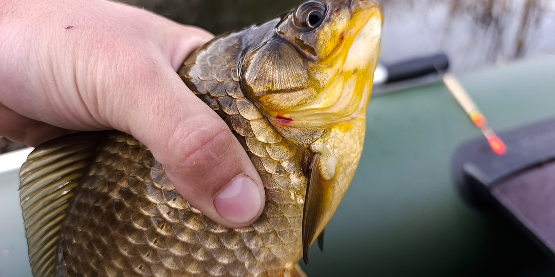 Отсёк мелочь необычным способом. Простейший рецепт теста, на который клевал чисто крупный карась 👍