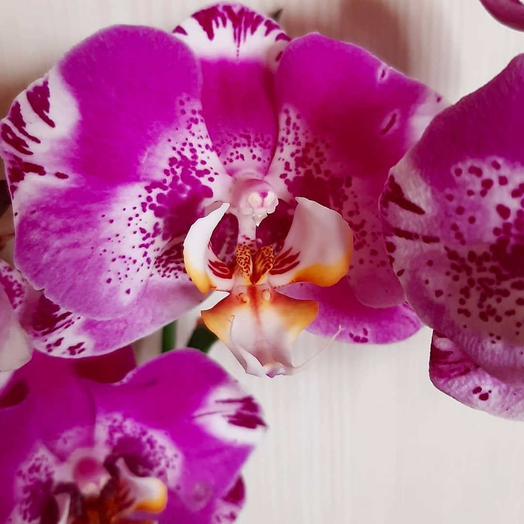 Обложка статьи. Фаленопсис Виктория, бывший синголо. Архивное фото