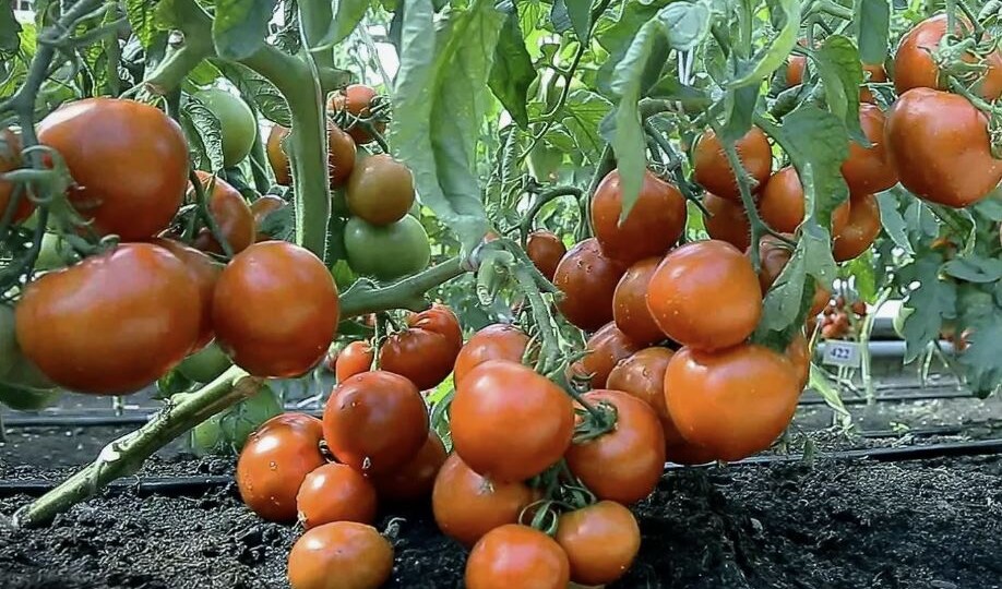 5 фатальных ошибок в уходе за томатами, которые лишают урожая