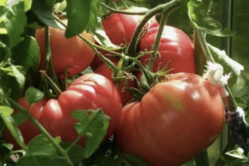 5 роковых ошибок, из-за которых томаты не плодоносят