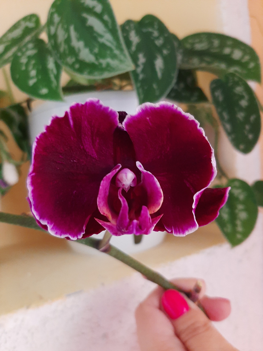 Фаленопсис Каменная роза, архивное фото