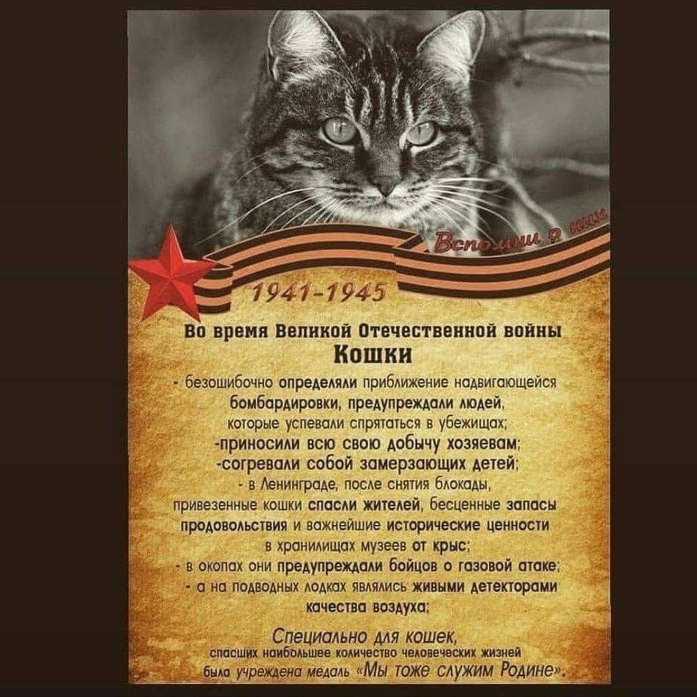 Кошки помогали