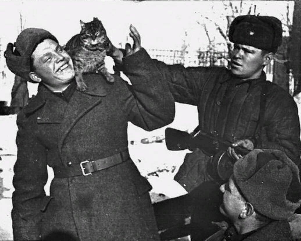 Кот и солдаты