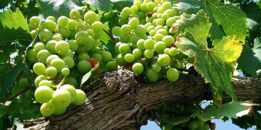 Весной под корень и по листу: виноград отблагодарит спелыми гроздьями