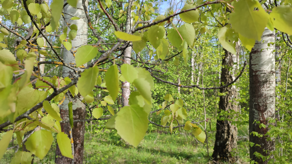 По дороге на электричку
