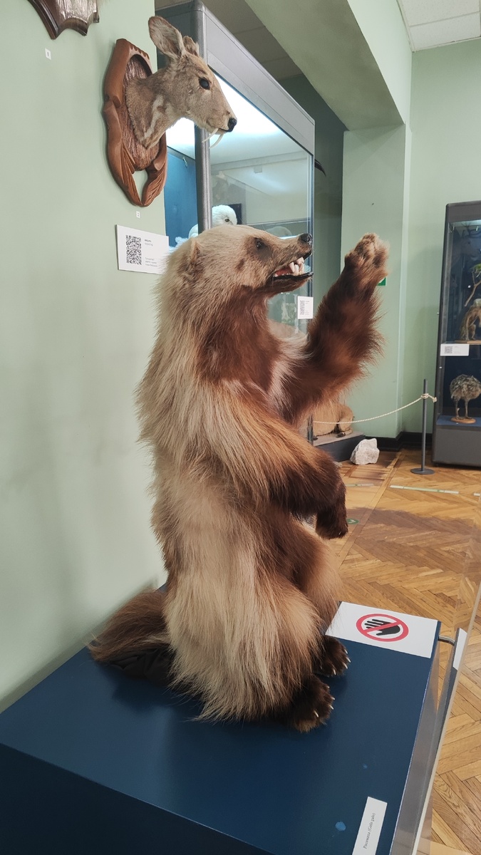 Вот какой мишка