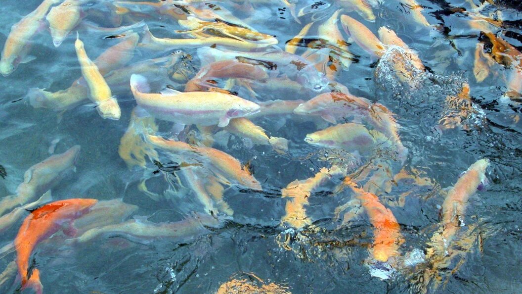    Фото: Victor Klyushkin/Russian Look/Globallookpress