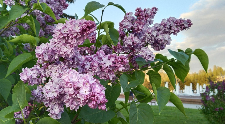 Сирень «Великая Победа» (Колесников Л.А., Миронович В.Д., 1986) на Поклонной горе (Фото: Т.В. Полякова)