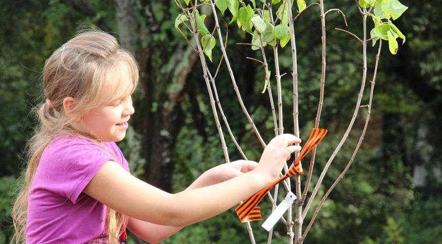 Посадка "Сирени Победы" на съезде журналистов в Дагомысе (Фото: Т.В. Полякова)