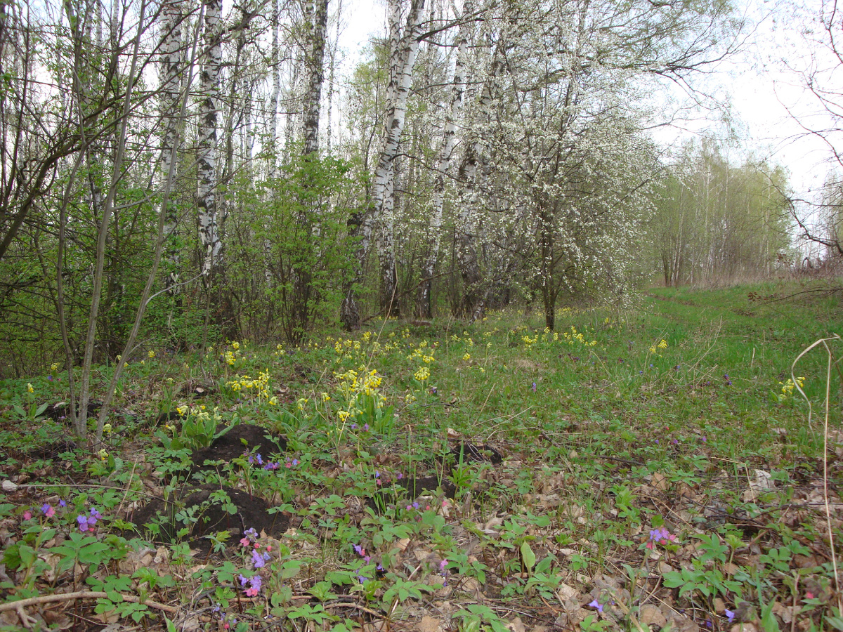 Фото автора. Весенний пейзаж с первоцветом.