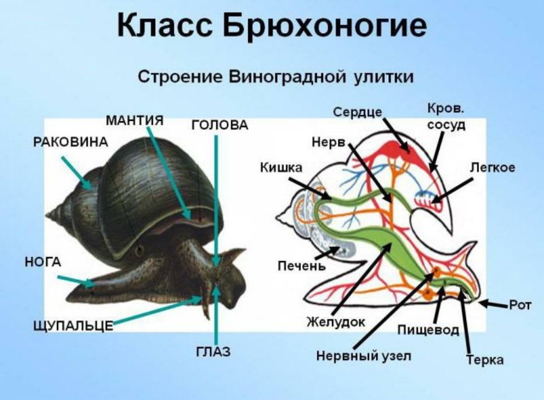 Наглядная картинка из интернета