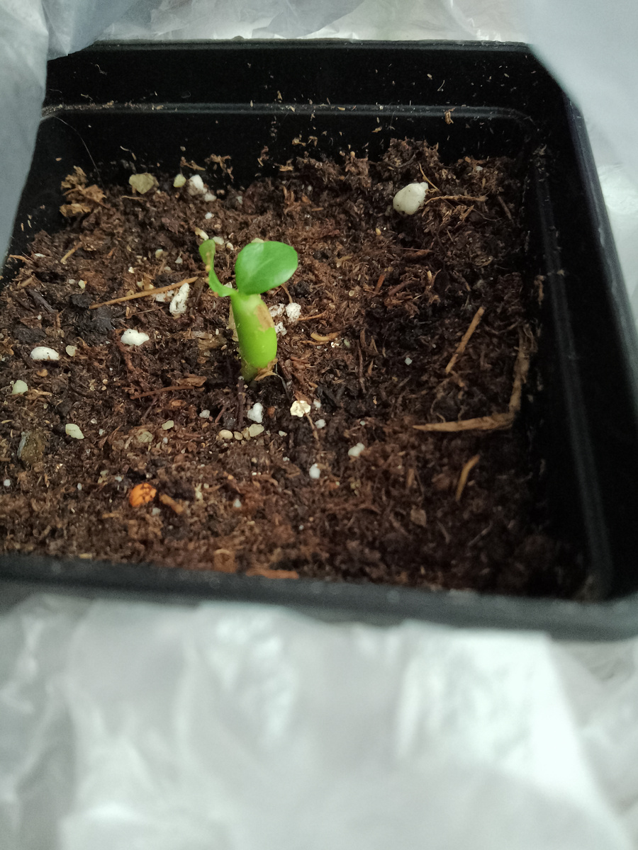 18.07.2024 Маленький барашек приветствует мир! Фото автора