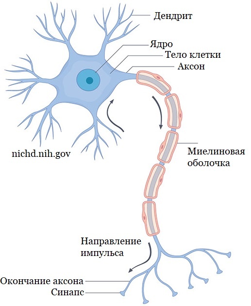 строение нейрона человека