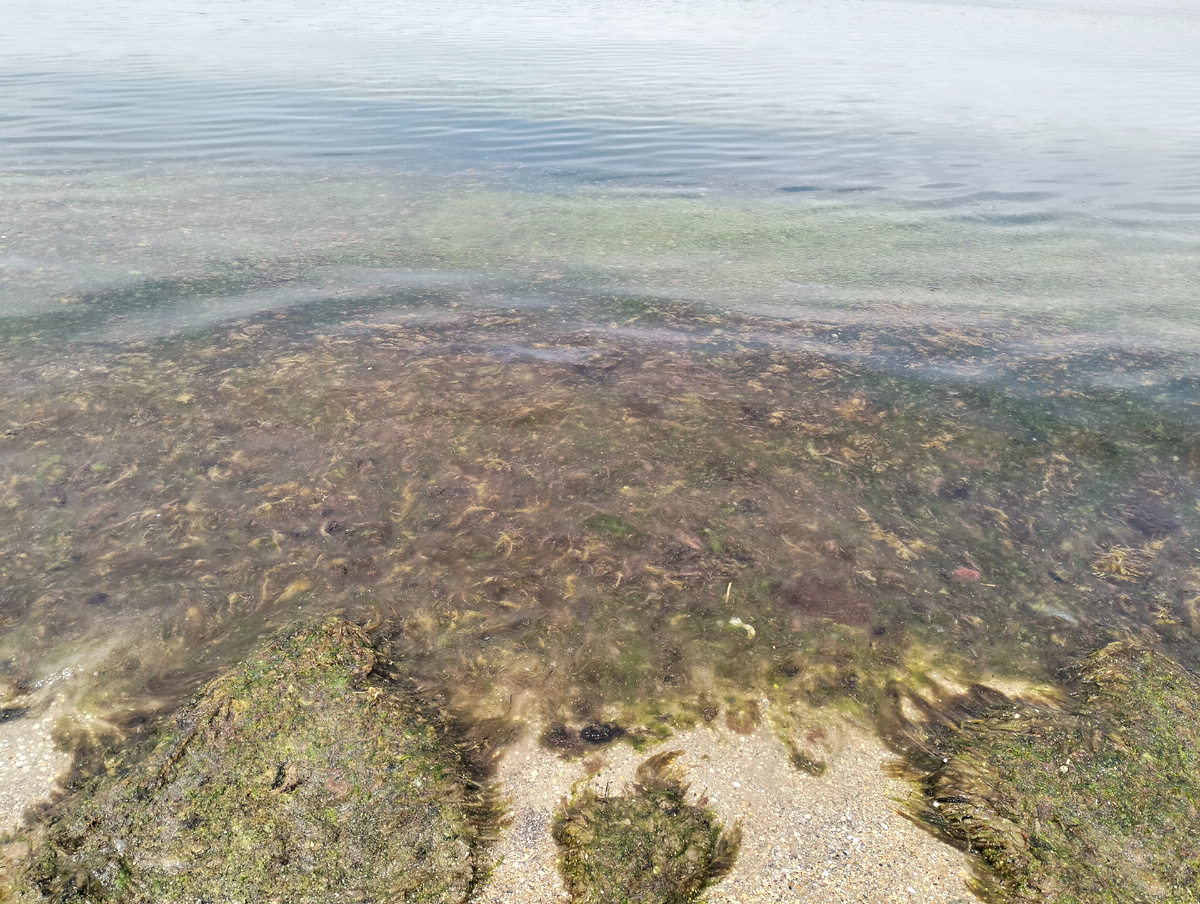 К сожалению , из-за солнечных бликов разводы не очень видны. Это район напротив центрального входа на пляж и чуть влево, в сторону каменного берега. 