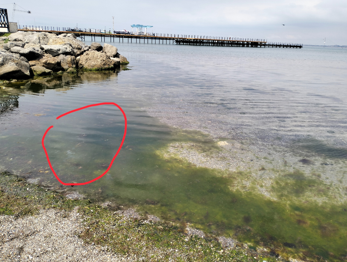 А это уже у камней, там, где заканчивается Центральный пляж и начинаются камни. Разводы нефтепродуктов обведены красным цветом, но видны и в других местах.