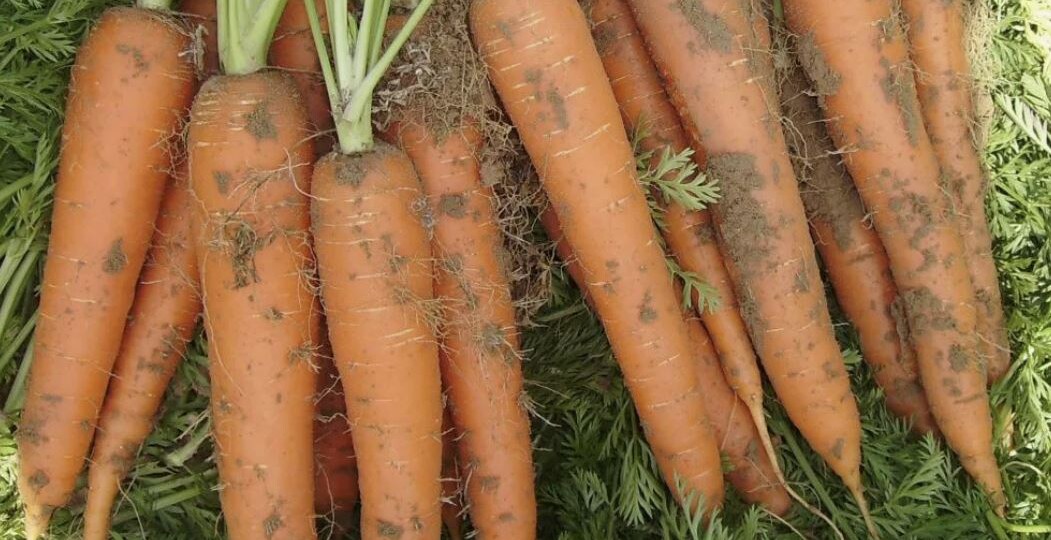 Как правильно посеять морковь, чтобы получить ровные и сладкие корнеплоды