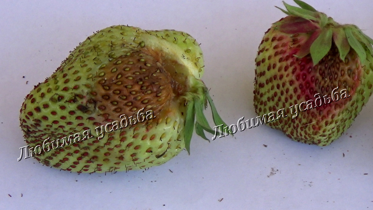 Серая гниль может заражать еще зеленые ягоды.  Начало загнивания