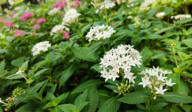    Пентеас Космик Уайт. Фото: shutterstock.com
