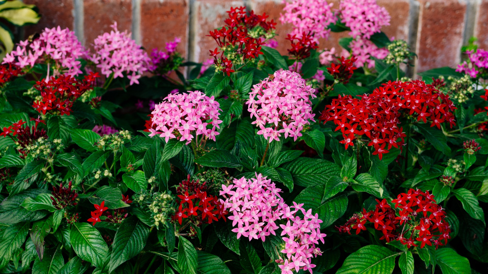 Пентас. Фото: shutterstock.com

