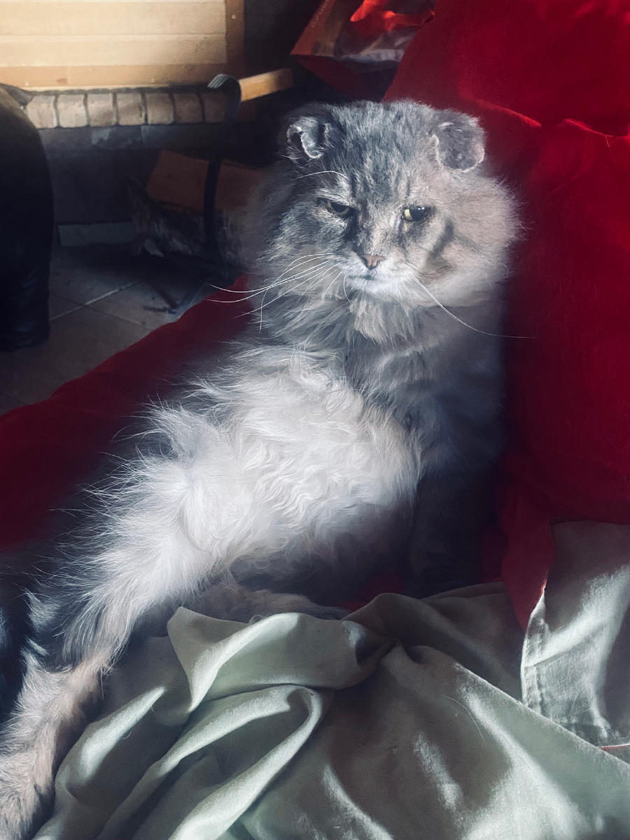 Фиг вам, а не в баню!! Будет стоять дома! Везде фото автора.