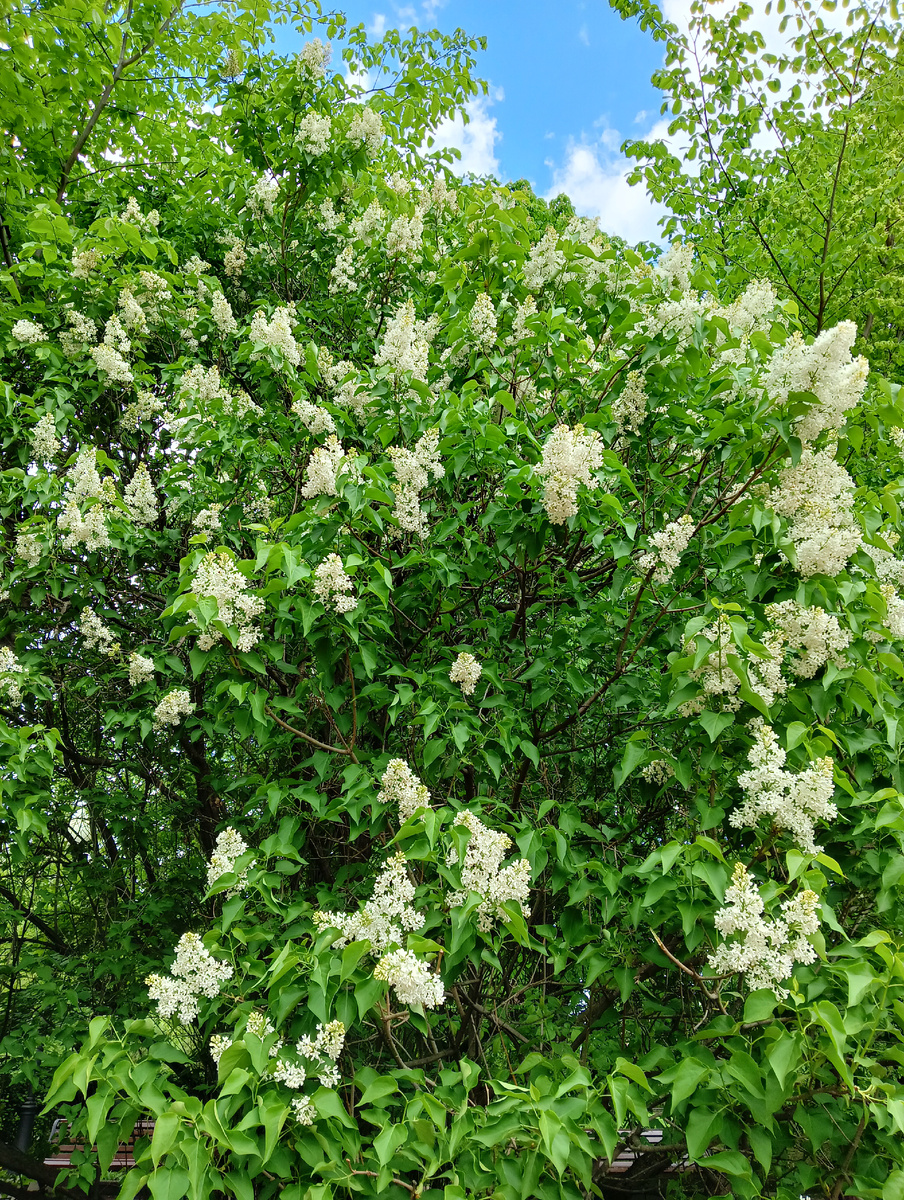 Волшебный аромат