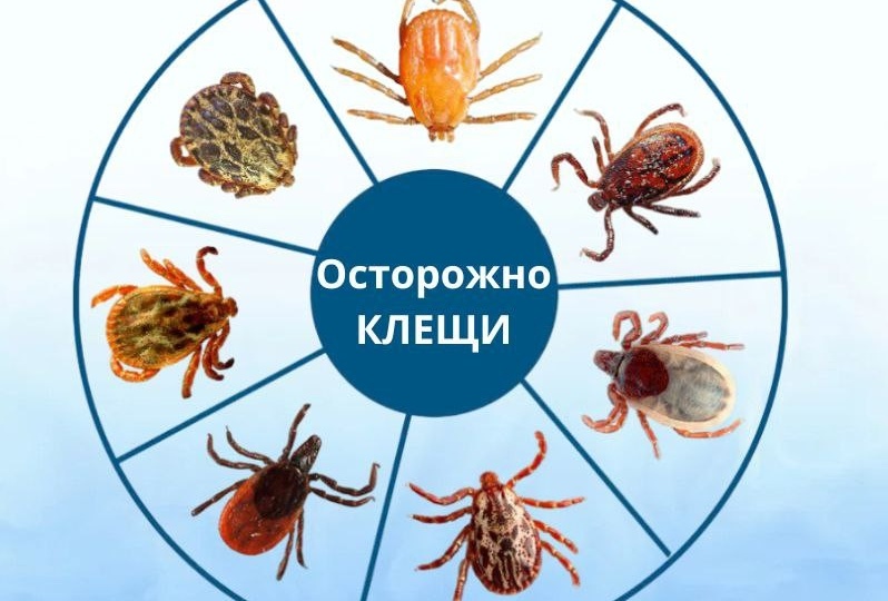 Что делать после укуса клеща и при появлении 5 симптомов заражения: шпаргалка, которую должен знать каждый