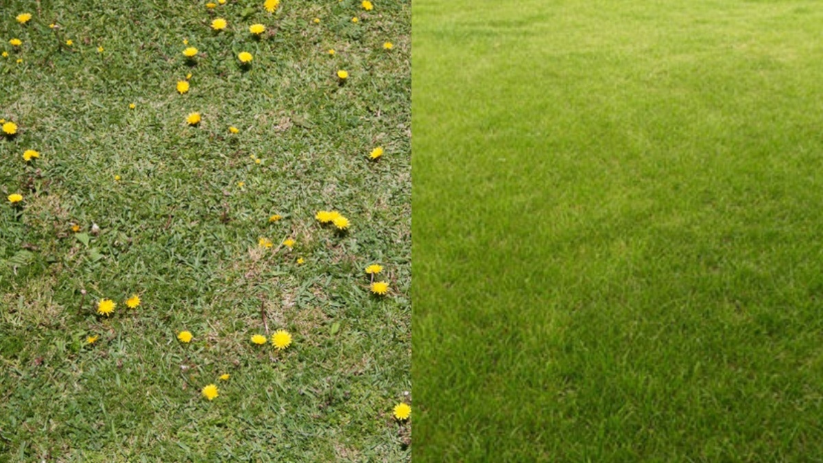 Мой газон до и через неделю после обработки