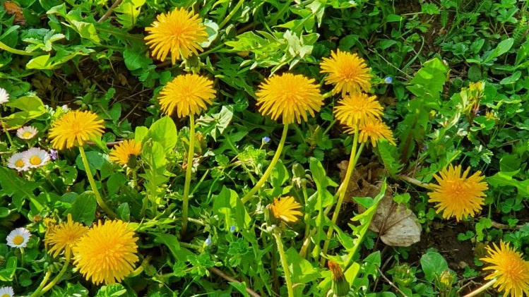 После регулярного кошения одуванчики цветут почти на уровне земли