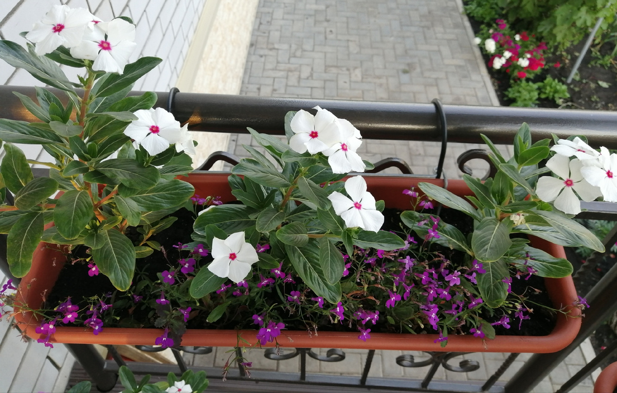 Катарантус