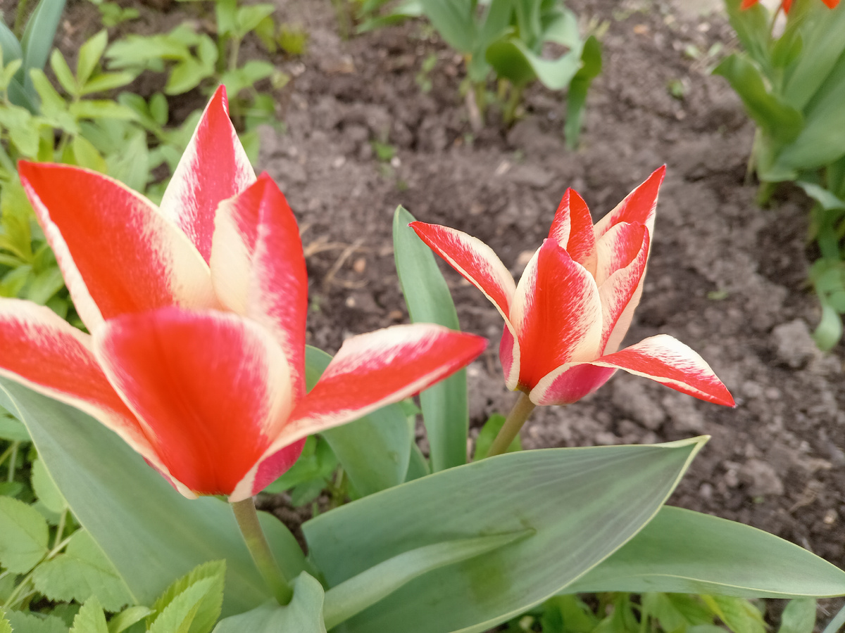 Эффектный, стильный сорт "Пиноккио".