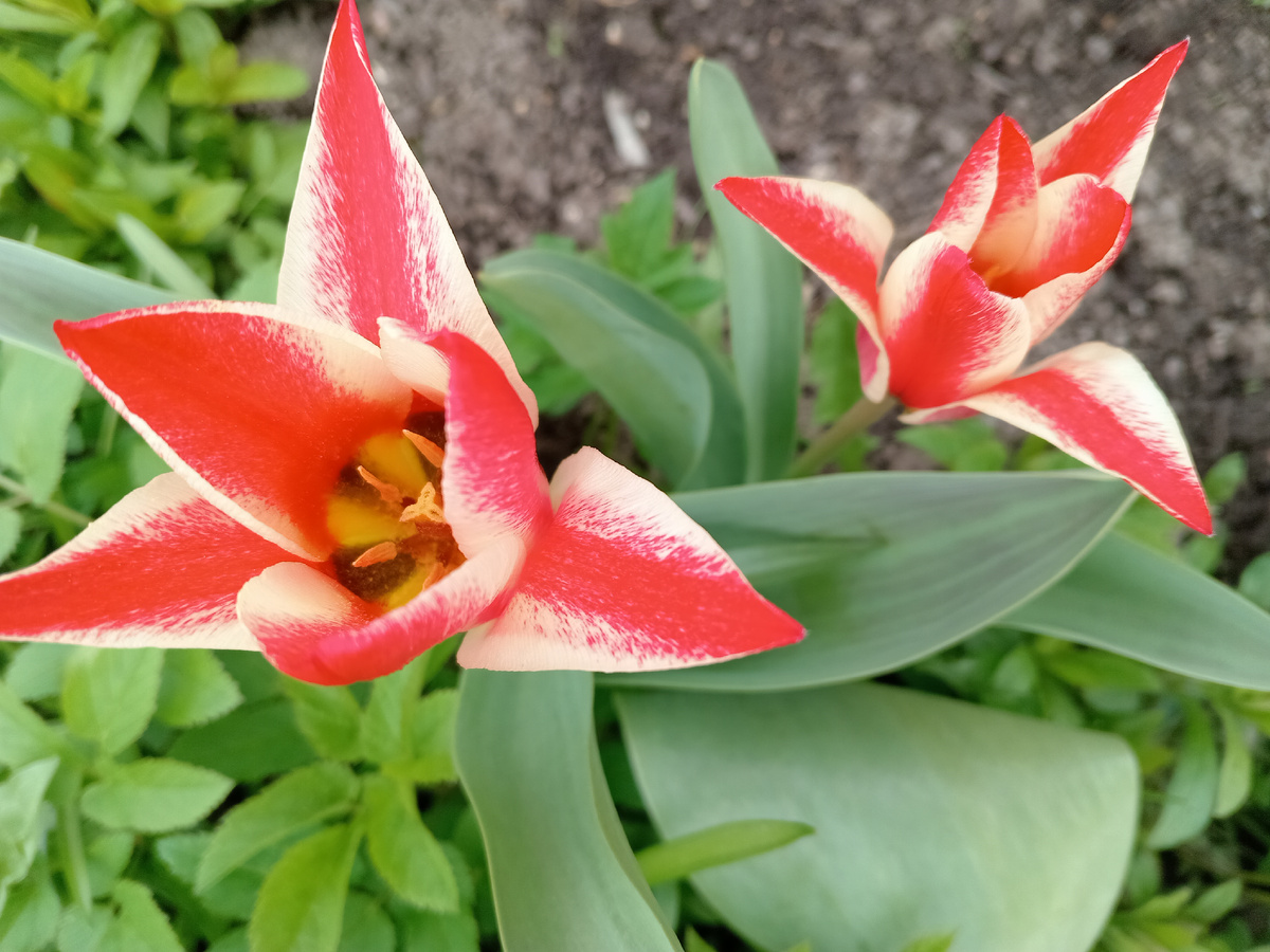 Сорт "Пиноккио", изящные бокалы бутонов.