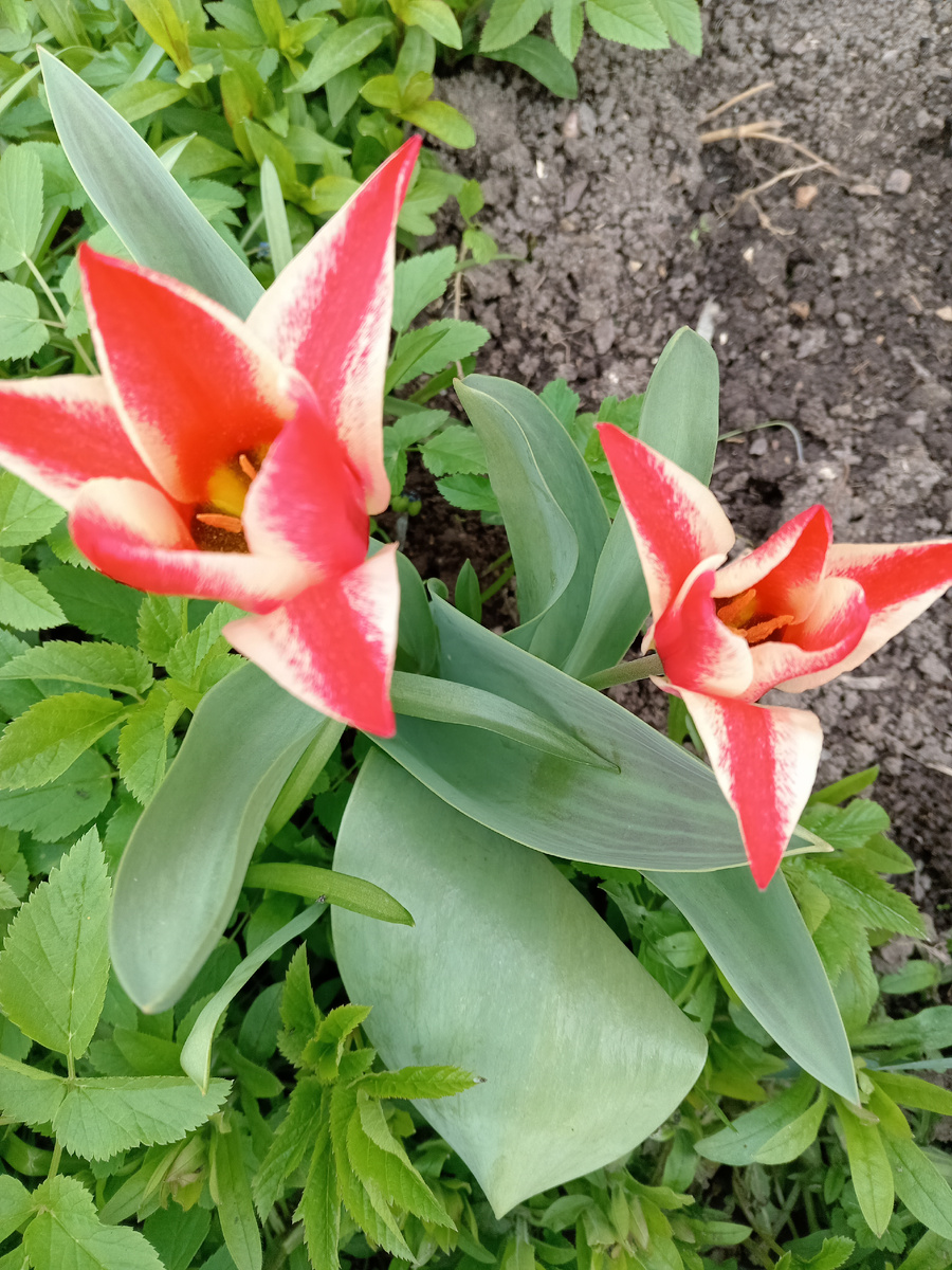 Гибридный сорт "Пиноккио", класс Грейга 14.