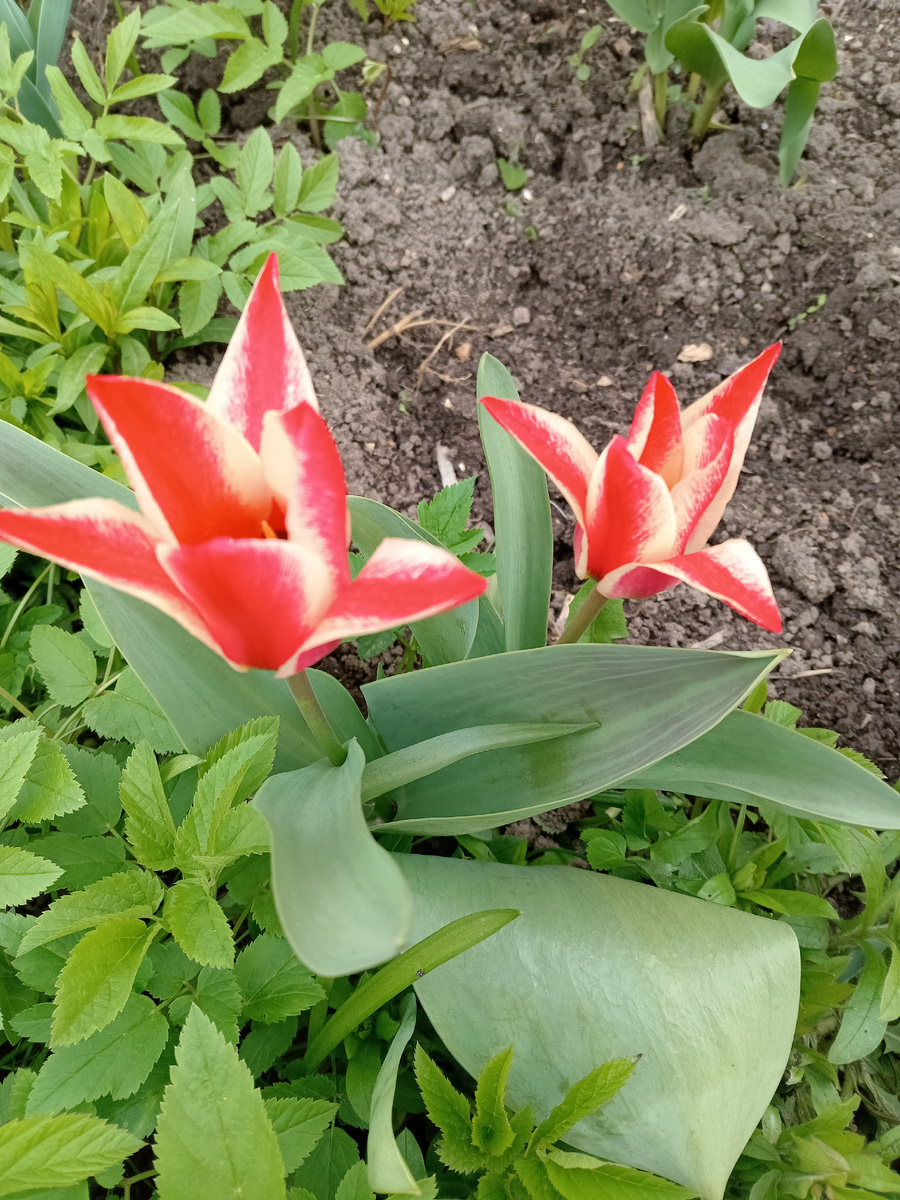 Контрастные бутоны "Пиноккио".