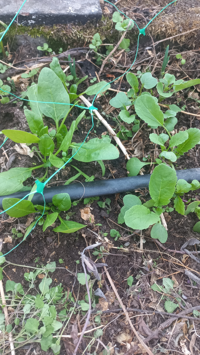 Шпинат и редиска