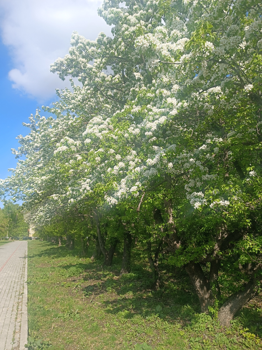 Всё в цвету