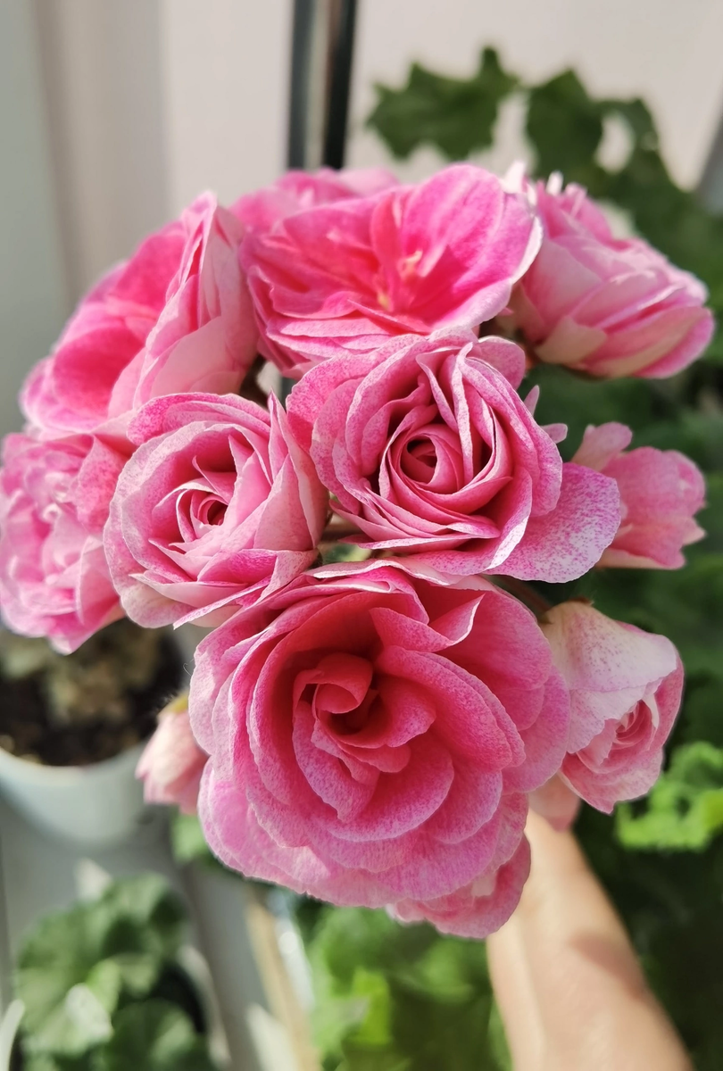 Пеларгония СиМ Диадема 