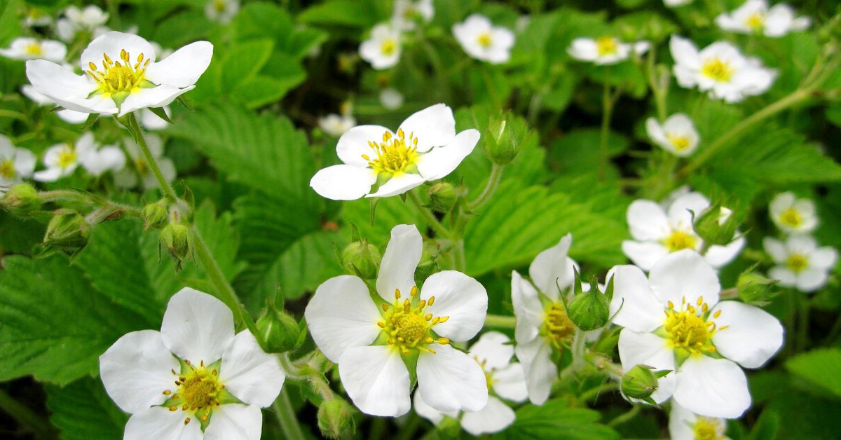 Момент цветения клубники – волшебное время, когда закладывается основа будущего урожая. Красота и здоровье этих белоснежных цветков определят качество и количество ягод.