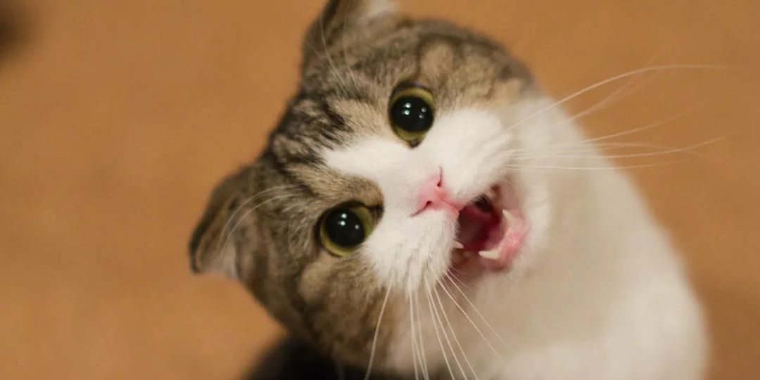 😺Что хочет сказать ваш кот?Переводим кошачье "мяу" на человеческий язык!