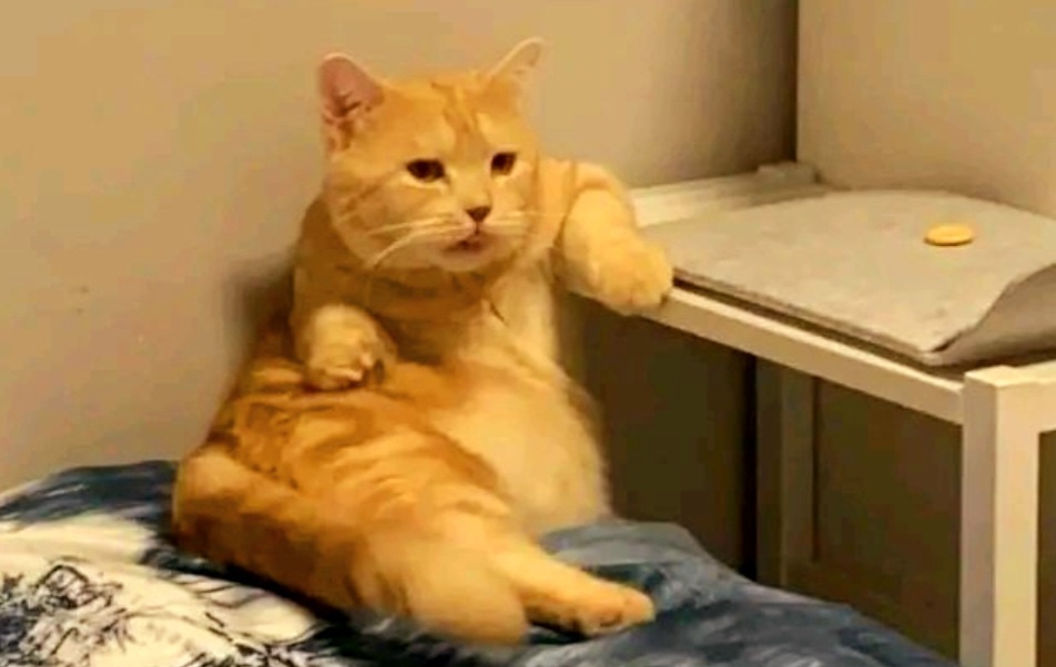 Котики дня -15